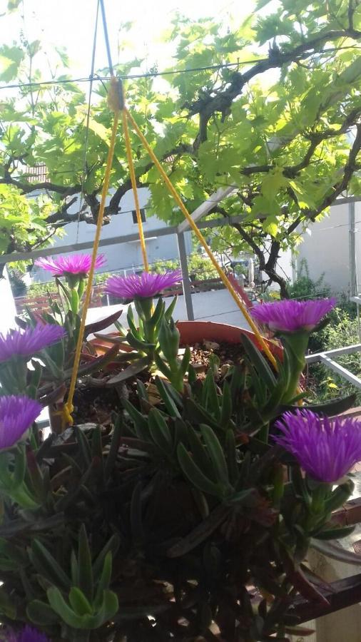 בודווה Apartment Sandra מראה חיצוני תמונה